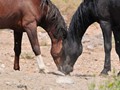 _DSC0883