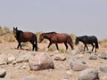 _DSC0897