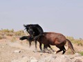 _DSC0901