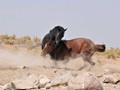 _DSC0903