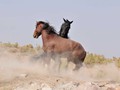 _DSC0905
