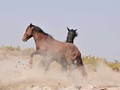 _DSC0906