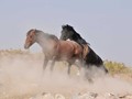 _DSC0908