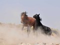 _DSC0909