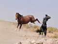 _DSC0918