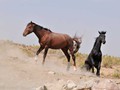 _DSC0919